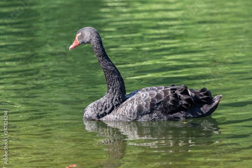 Black swan in water