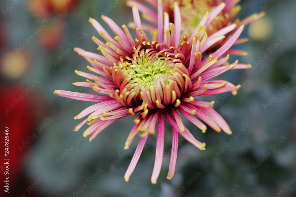 Amazing chrysanthemums of the queen of autumn. When everything dies they come to life. Amazing chrysanthemums of the queen of autumn. When everything dies they come to life.