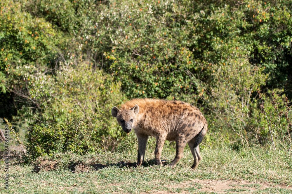 A Hyena near its den inside Masai Mara National Park during a wildlife safari A Hyena near its den inside Masai Mara National Park during a wildlife safari