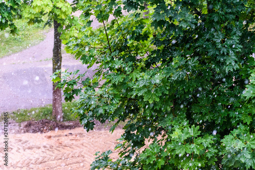 Fototapeta Naklejka Na Ścianę i Meble -  Raindrops on leaves of trees