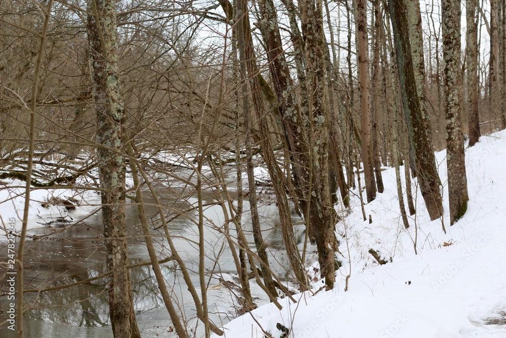 A view of the stream though the bare trees in the forest. A view of the stream though the bare trees in the forest.