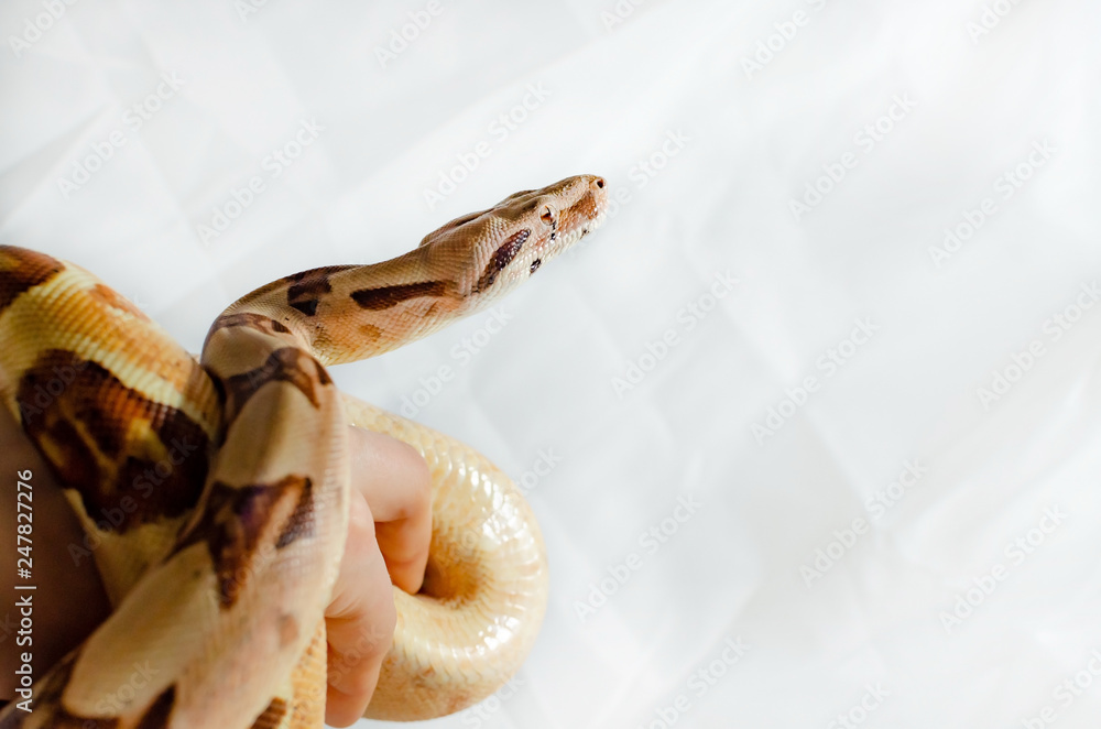 Obraz premium Boa constrictor imperator salmon. Exotic animals in the human environment. Snake isolated on a white background.
