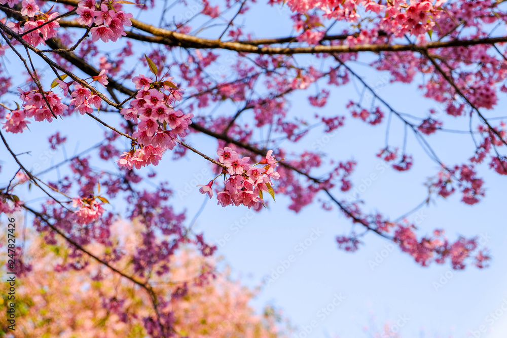 beautilful branch of sakura pink flower in spring time in garden with light in morning