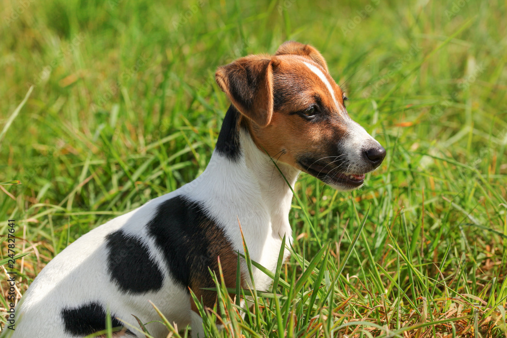 Small Jack Russell terrier sitting in the grass, side view.