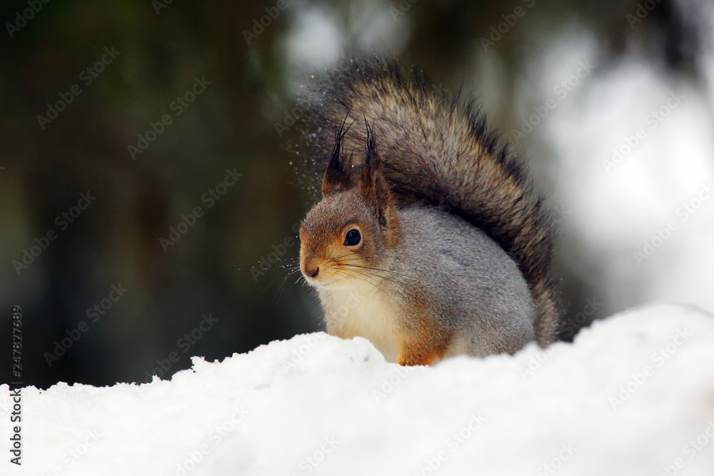The red squirrel or Eurasian red sguirrel (Sciurus vulgaris) sitting on the snow in the scandinavian forest. Squirrel in a typical environment. The red squirrel or Eurasian red sguirrel (Sciurus vulgaris) sitting on the snow in the scandinavian forest. Squirrel in a typical environment.
