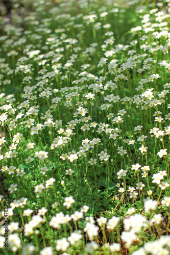 Small white flowers flowerbed. Abstract spring background. © Lubo Ivanko