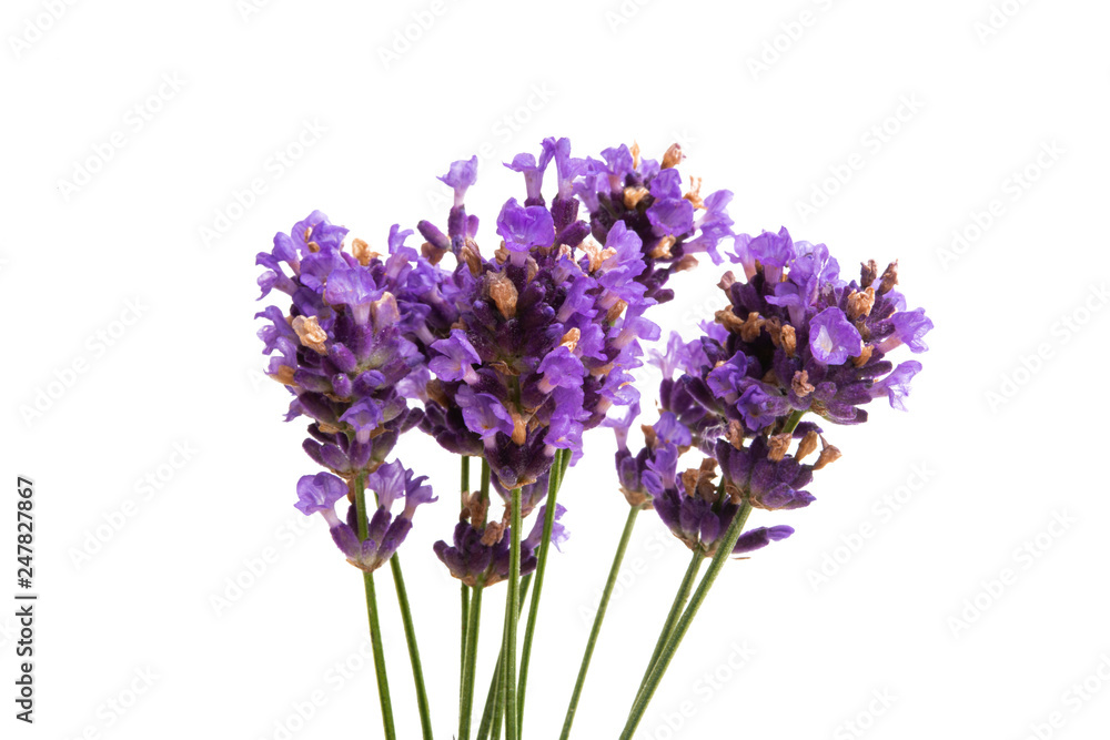 Fototapeta premium lavender isolated