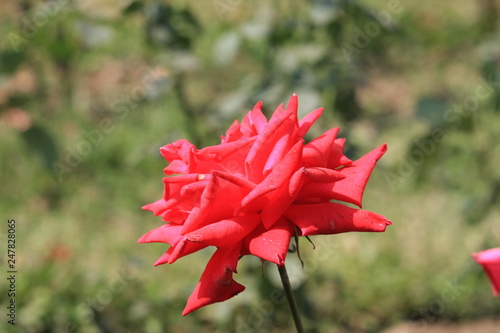 Red Fowe Flower with Green Backgrount photo