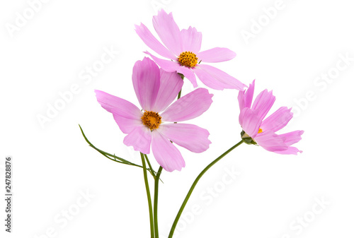 Fototapeta Naklejka Na Ścianę i Meble -  Cosmea flowers isolated
