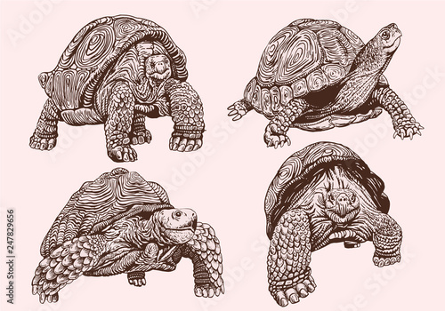 Graphical vintage set of tortoises , sepia illustration