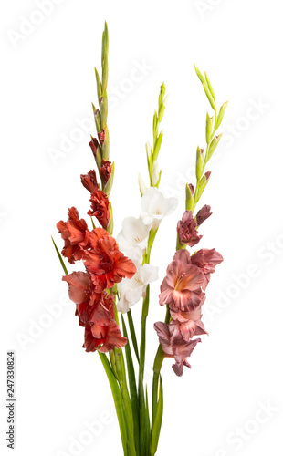 Billede på lærred bouquet of gladioli isolated
