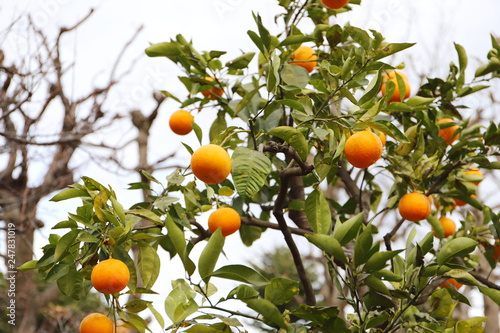 冬の木　橙（だいだい）
