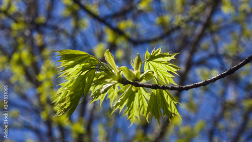 Leaves of norway maple tree backlited by sunlight, selective focus, shallow DOF