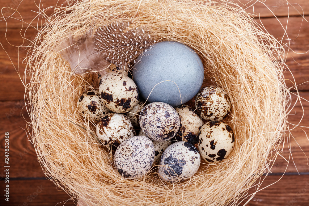 Obraz premium Nest with Easter colored chicken eggs and quail eggs and feathers on wooden table. Catholic and orthodox easter holiday