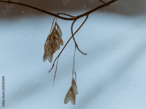 Dry maple seeds in the winter park photo