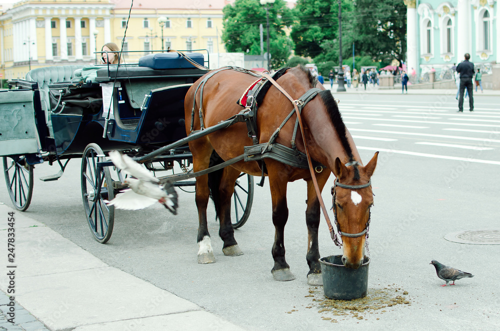 A horse harnessed to a carriage eats oats on a city street.