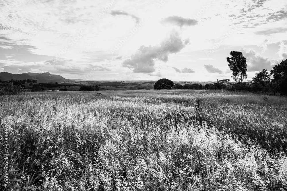 Black and white beautiful grass field meadow with a big tree background