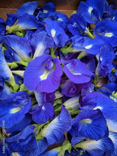 Fototapeta Naklejka Na Ścianę i Meble -  Close up on fresh blue pea flowers (Clitoria ternatea), also named blue butterfly pea flowers, Asian pigeonwings,  bluebellvine