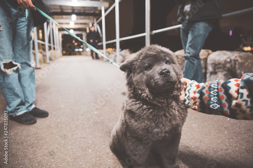 Chow Chow Puppy