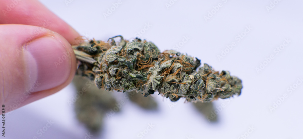 Fresh recreational Marijuana harvest. Trichomes power and others elements THC CBD Fresh recreational Marijuana harvest. Trichomes power and others elements THC CBD