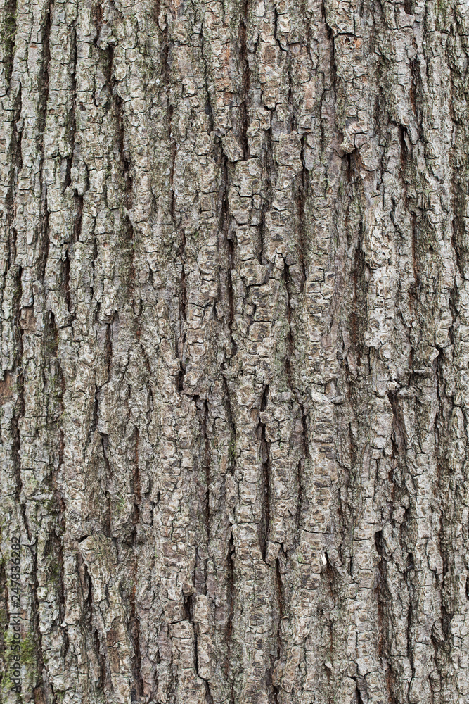 Tree bark texture. natural backgrounds, textures - bark of the linden tree. Close up view of the bark of an linden tree Tree bark texture. natural backgrounds, textures - bark of the linden tree. Close up view of the bark of an linden tree