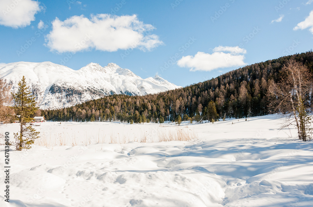 Pontresina, Stazersee, Stazerwald, Oberengadin, Winter, Wintersport, Winterwanderung, Piz Languard, Alpen, Graubünden, Schweiz