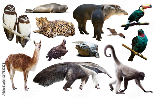 south american animals on white