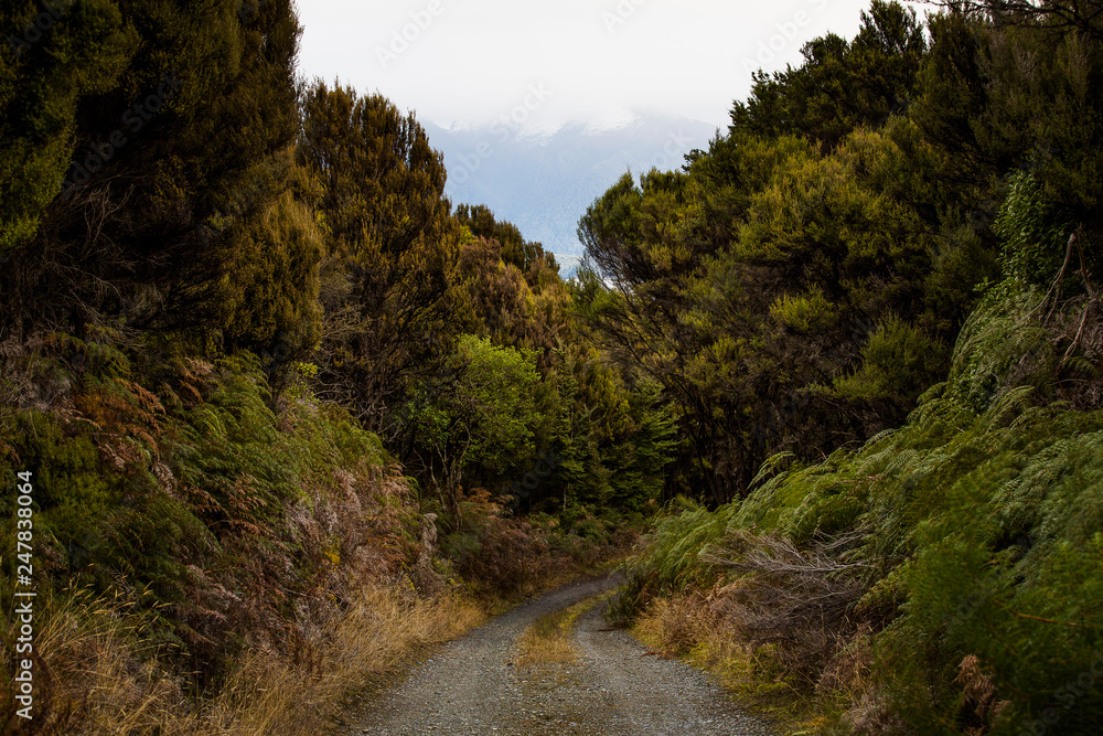 Fototapeta premium Road through trees, New Zealand