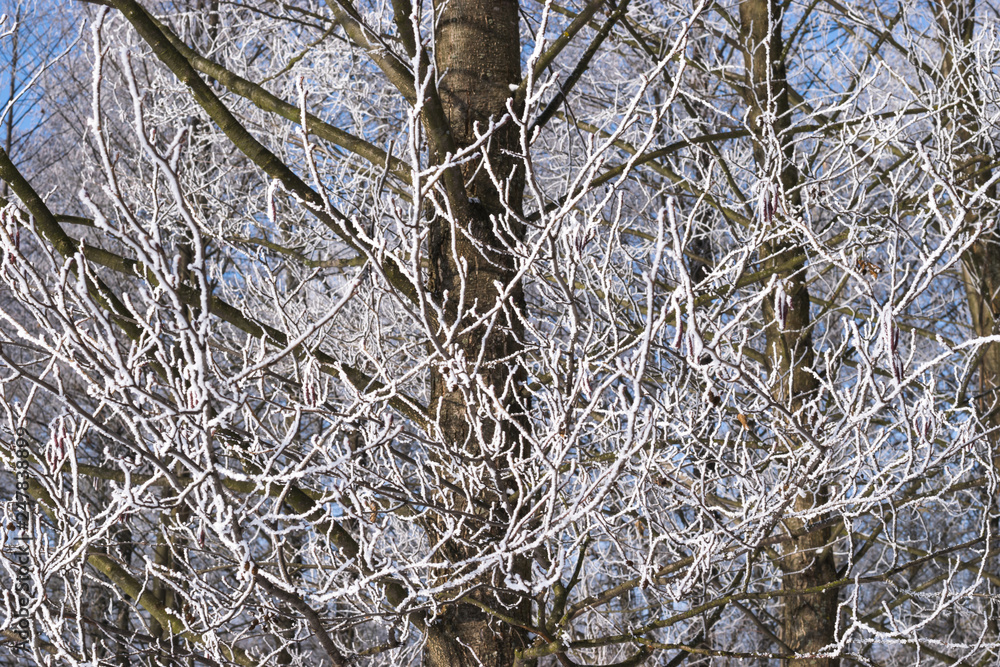 winter tree winter tree