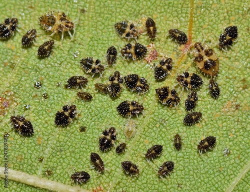 A batch of tiny Lace bugs (Corythucha marmorata) on the underside of a Maple leaf found in Houston TX during Springtime. photo