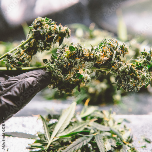 Fresh marijuana buds in mans hands. Fresh cannabis harvest
