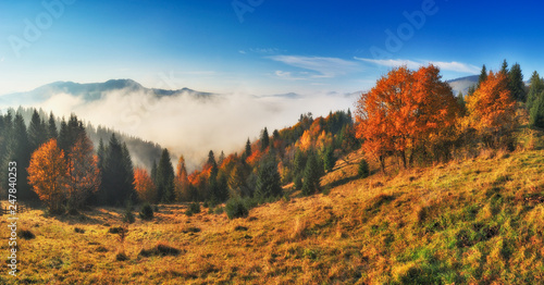 autumn sunrise in the Carpathian mountains. foggy morning