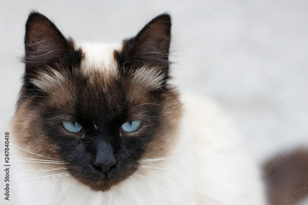 Birmanese cat close-up