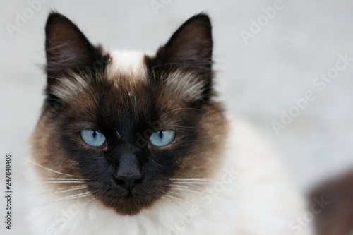 Birmanese cat close-up photo