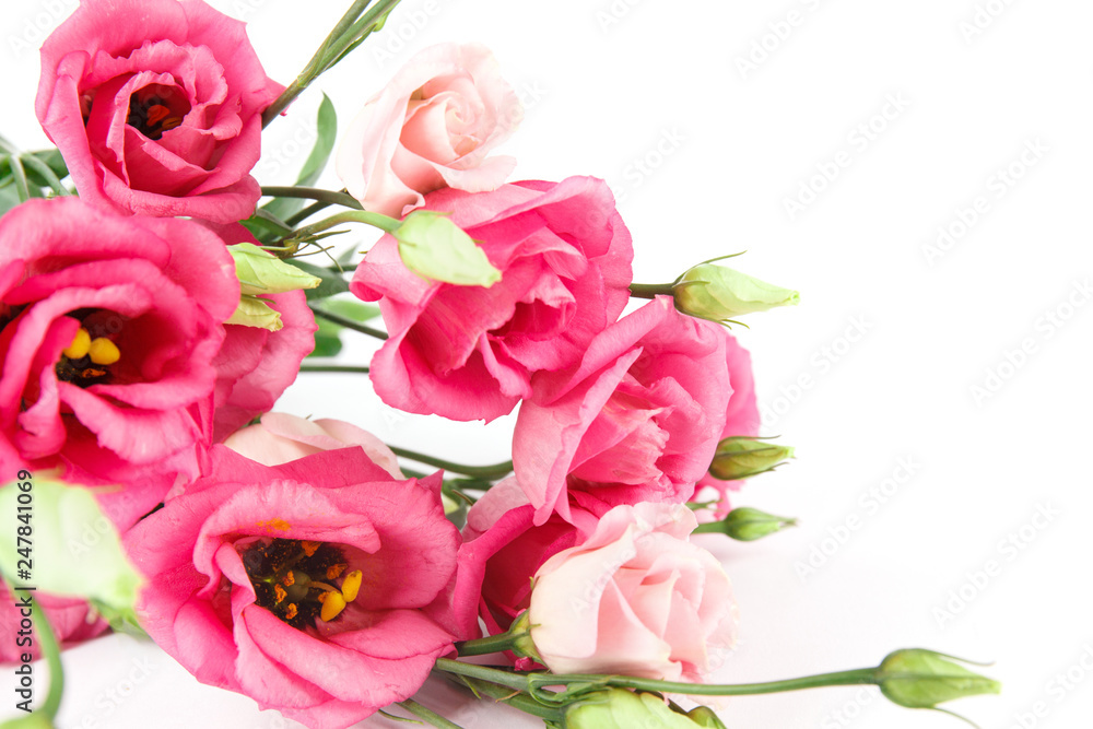 Fototapeta premium bunch of pink eustoma flowers