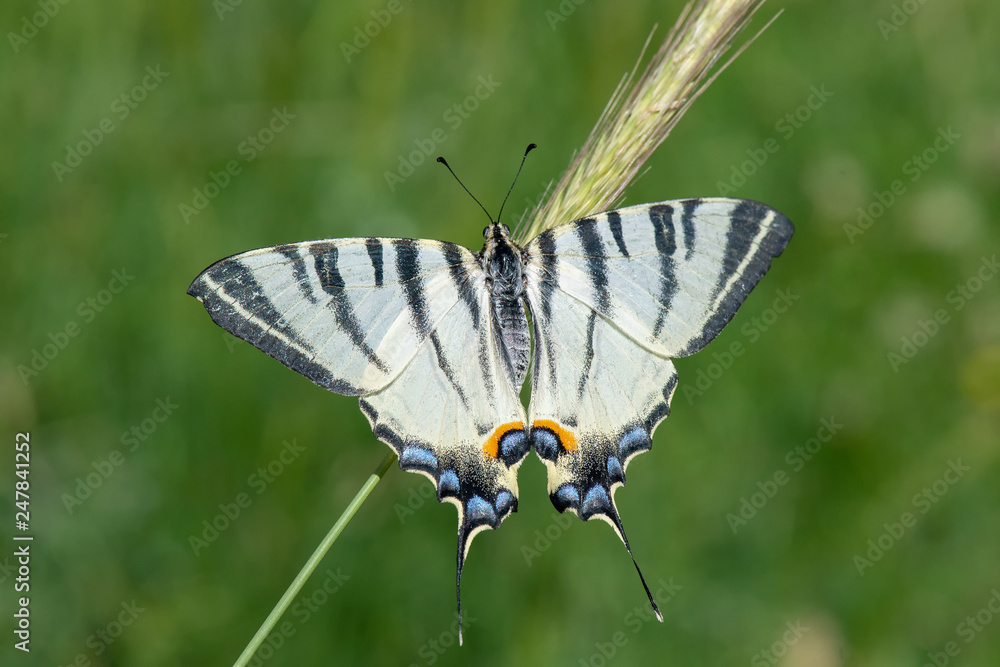Papilionidae / Erik Kırlangıçkuyruğu / / Iphiclides podalirius Papilionidae / Erik Kırlangıçkuyruğu / / Iphiclides podalirius