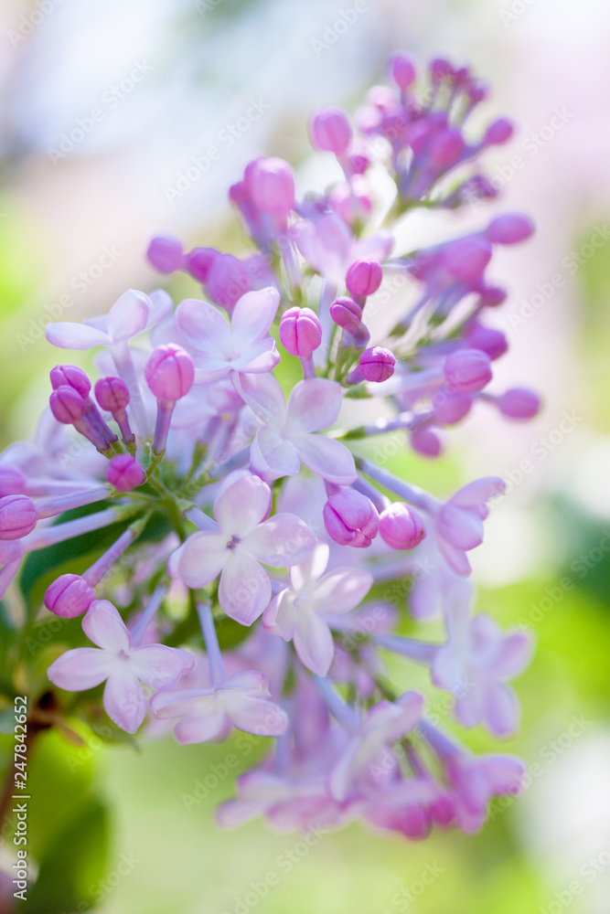 spring bloom lilac