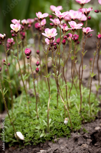 Beautiful blooming of saxifrage