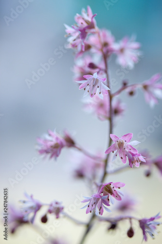 Beautiful spring Heuchera