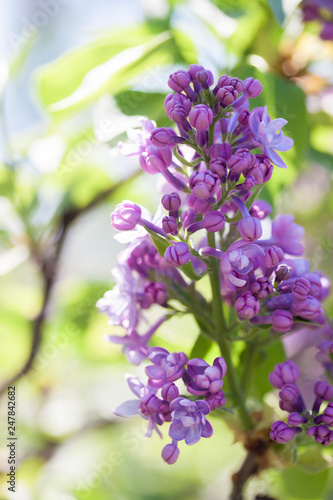 Beautiful terry lilac