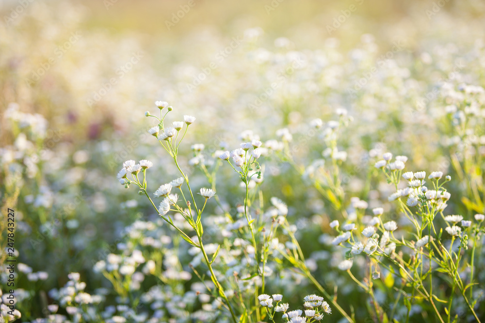 Beautiful white flowers with soft focus and warm mood Beautiful white flowers with soft focus and warm mood