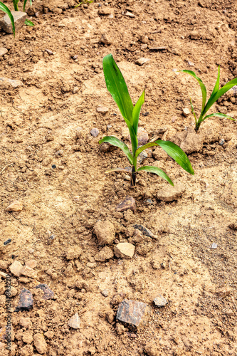 Young corn plant on a dry field