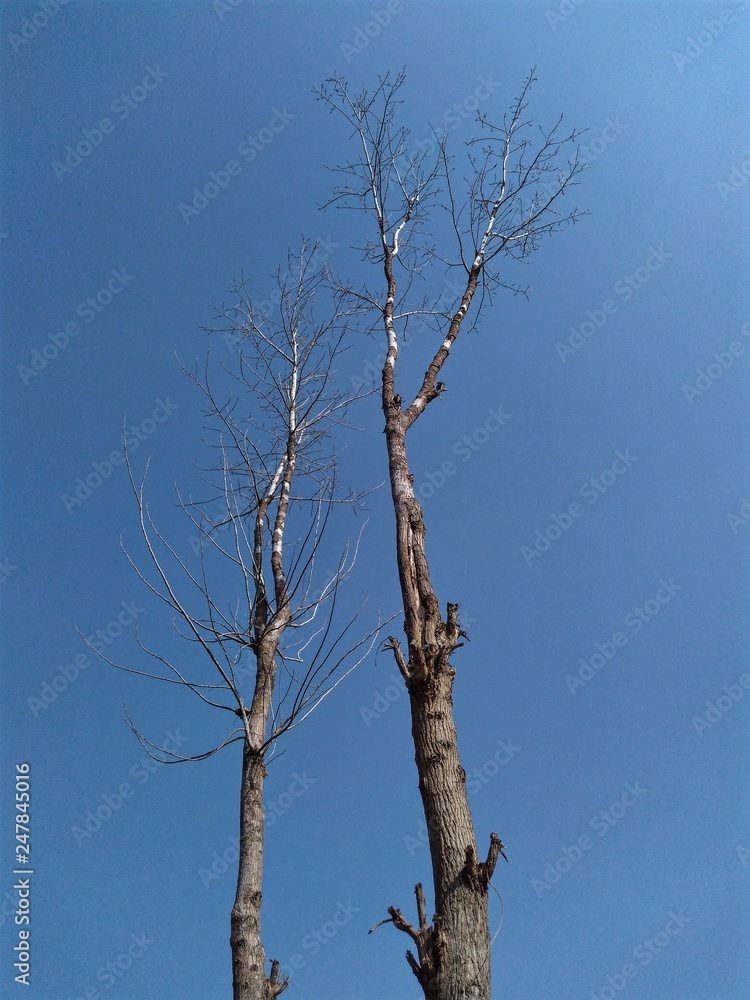 tree and blue sky tree and blue sky