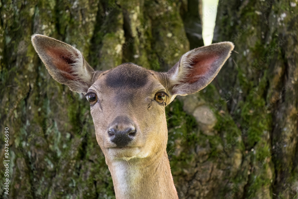 Portrait Damhirsch (Dama dama) Portrait Damhirsch (Dama dama)
