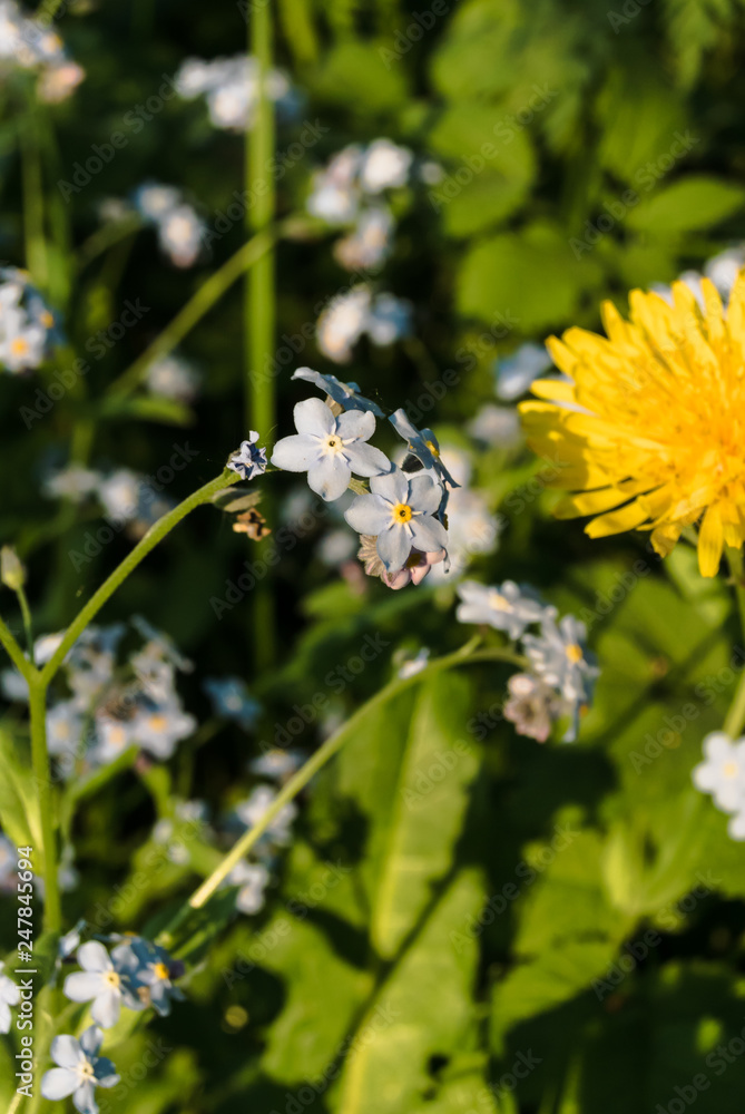 Forget-me-not flowers and flower dandelion Forget-me-not flowers and flower dandelion