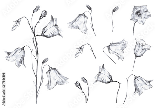 Hand drawn floral set of isolted objects with graphic bluebell flowers and buds on white background