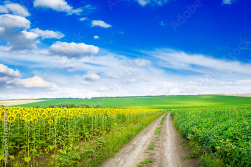 Fototapeta Naklejka Na Ścianę i Meble -  Country road between fields sunflower.