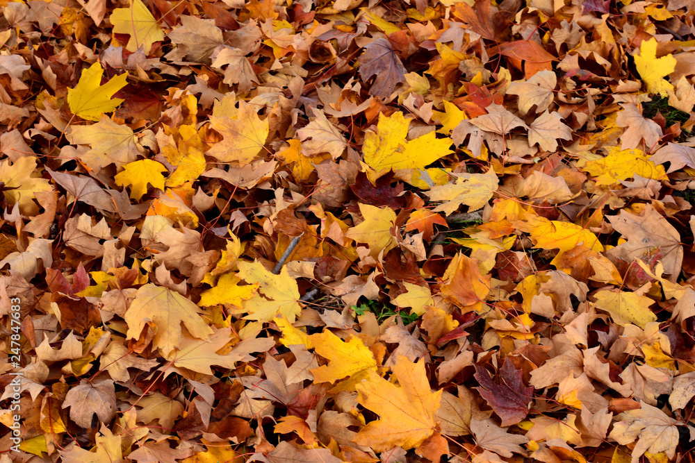 Autumn Leaves Autumn Leaves