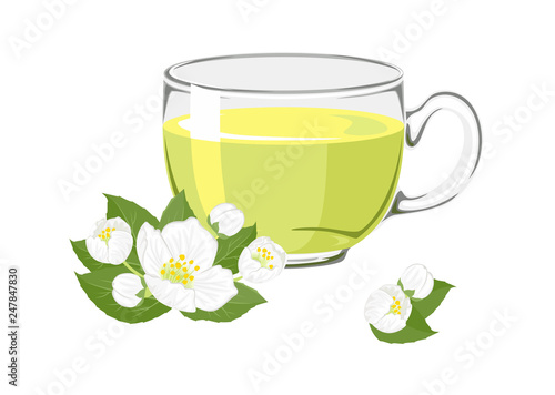 Herbal tea with jasmine in glass cup with flowers and buds  isolated on white background. Vector illustration of hot drink in cartoon simple flat style.