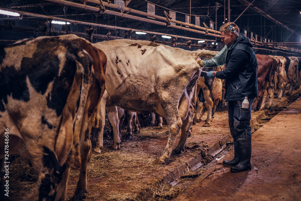 A veterinarian makes the procedure of artificial insemination of a cow